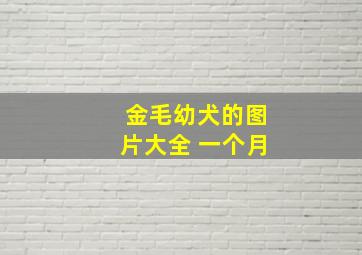 金毛幼犬的图片大全 一个月